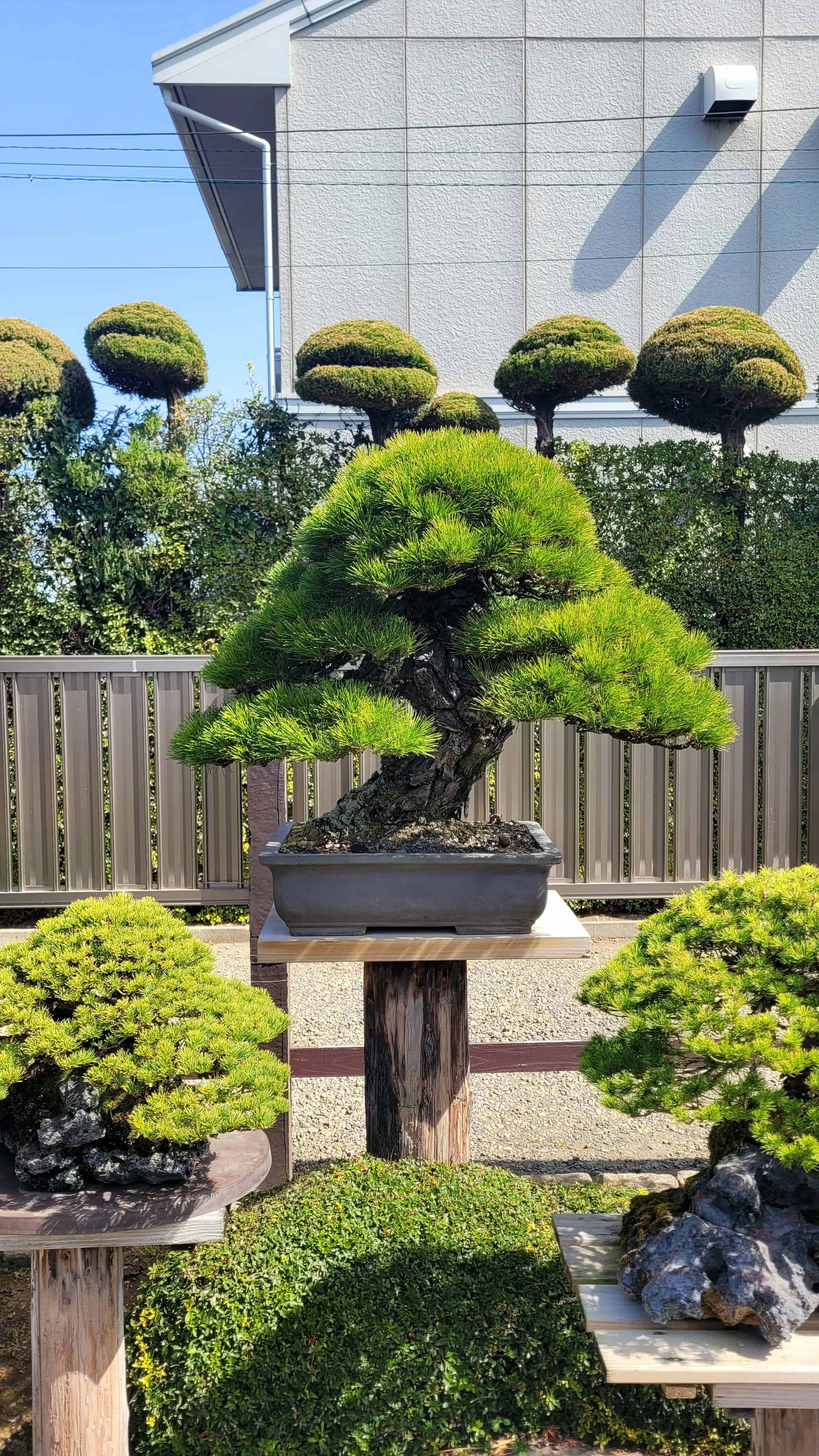 A pine bonsai tree from kimura in Japan